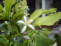 家庭菜園と庭の花たち。。