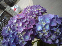 花の子ルンルン♪ 2010/06/07 20:26:34