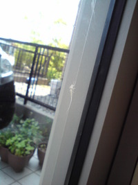 何これ昆虫？？？ 2010/07/04 08:00:00