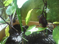 プランター菜園の収穫♪