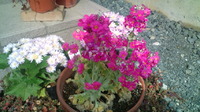 香り♪ 2011/02/27 14:19:09