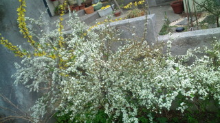 さくらの絨毯と春の花々♪