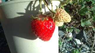 さくらの絨毯と春の花々♪