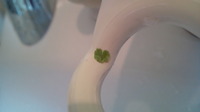 お！？ハート♪ 2011/06/03 20:36:05