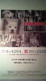 動物を救う署名へのご協力、ありがとうございます☆