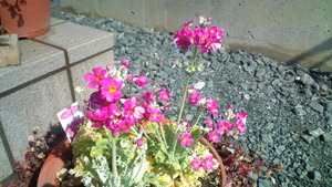 さくらの絨毯と春の花々♪