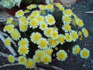 さくらの絨毯と春の花々♪