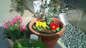 さくらの絨毯と春の花々♪