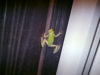 蛙さん♪ 2010/09/05 20:10:43