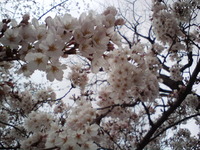 日本に生まれてよかったと思う瞬間 2010/03/31 21:07:00