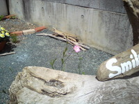ひょっこりと顔を出してくれました♪ 2010/05/03 15:54:30