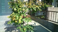カリン酒♪ 2010/11/16 14:01:00