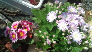 さくらの絨毯と春の花々♪