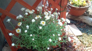 さくらの絨毯と春の花々♪