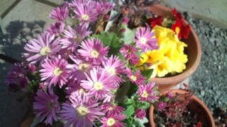 さくらの絨毯と春の花々♪