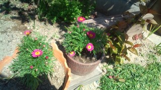 さくらの絨毯と春の花々♪