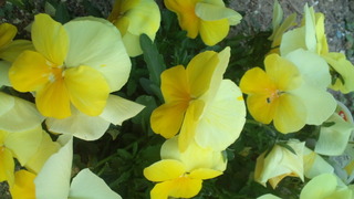 さくらの絨毯と春の花々♪