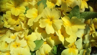 さくらの絨毯と春の花々♪