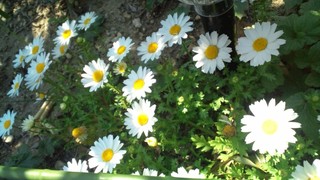 さくらの絨毯と春の花々♪