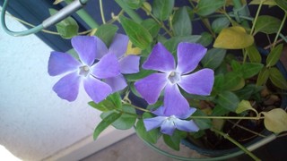 さくらの絨毯と春の花々♪