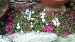 さくらの絨毯と春の花々♪