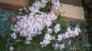 さくらの絨毯と春の花々♪