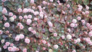 さくらの絨毯と春の花々♪