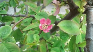 さくらの絨毯と春の花々♪