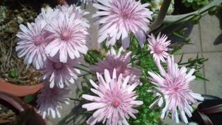 さくらの絨毯と春の花々♪