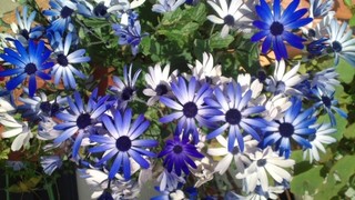 さくらの絨毯と春の花々♪