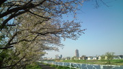 さくらの絨毯と春の花々♪