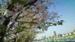 さくらの絨毯と春の花々♪