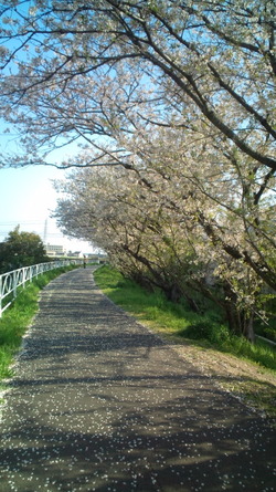 さくらの絨毯と春の花々♪