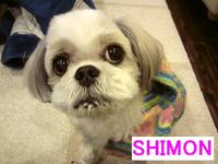 今日は愛犬シモンの命日です。。 2011/03/10 11:17:16