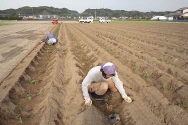 海老芋の植え付けの様子