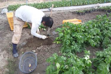 家庭菜園で試し掘り♪