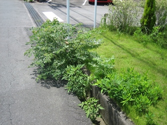 憎き雑草との戦い