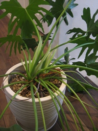 観葉植物☆株分け☆植え替え