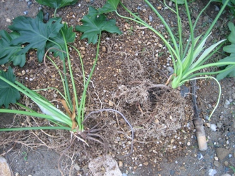 観葉植物☆株分け☆植え替え