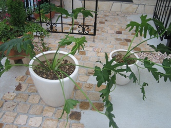 観葉植物☆株分け☆植え替え