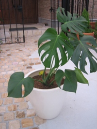 観葉植物☆株分け☆植え替え