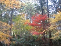 小国神社の紅葉