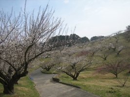 豊岡梅園