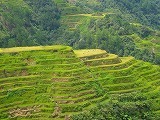 フィリピンで木を植える（その９）
