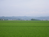 しめ飾り