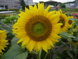 ヒマワリは太陽の方向を向く？（7月19日の問題　2級）