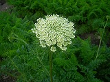 何という野菜の花でしょうか？（7月15日の問題　3級）