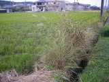 田んぼを借りました