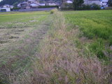 田んぼを借りました