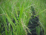 お米の草刈り